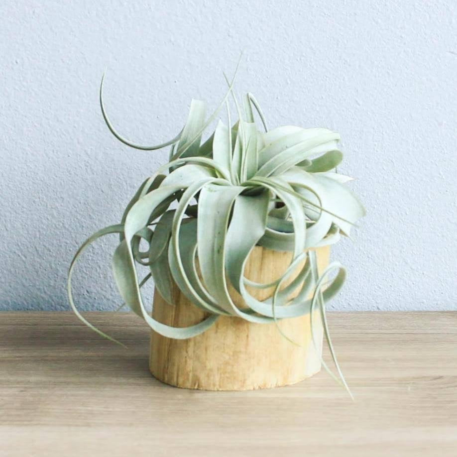 Large Artificial Tillandsia Plant