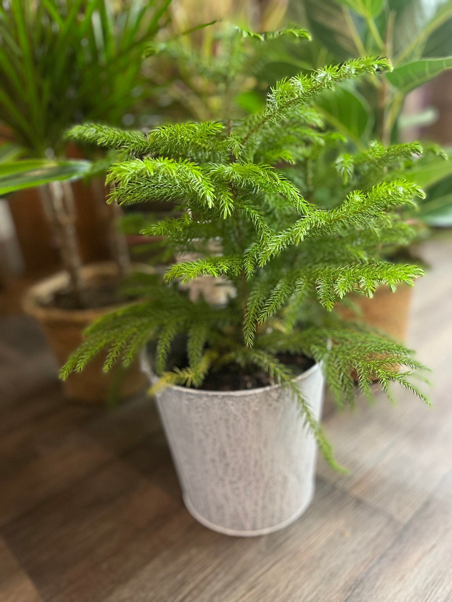 Designer's Choice Green Plant In A Rattan Pot Cover