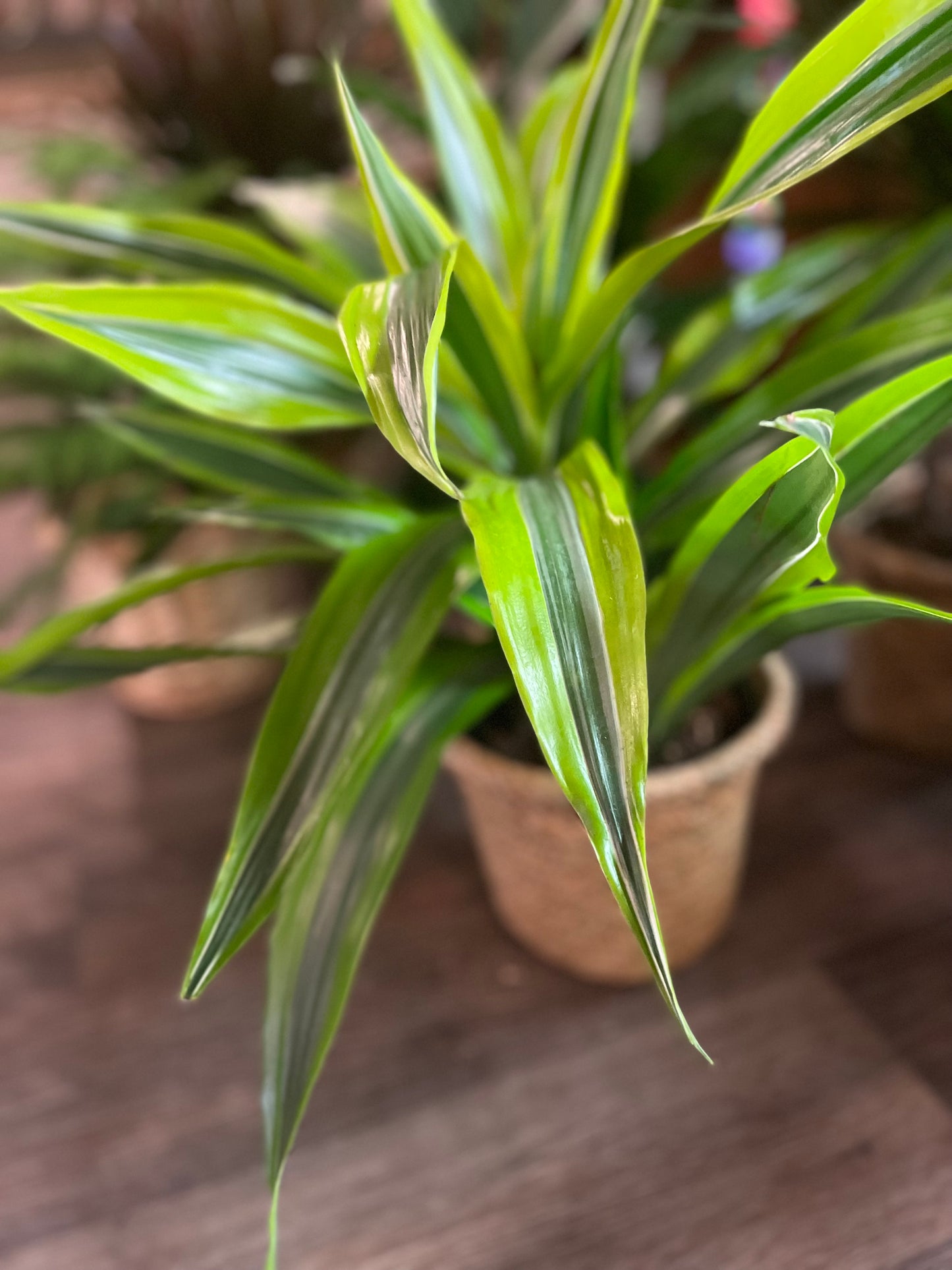 Designer's Choice Green Plant In A Rattan Pot Cover