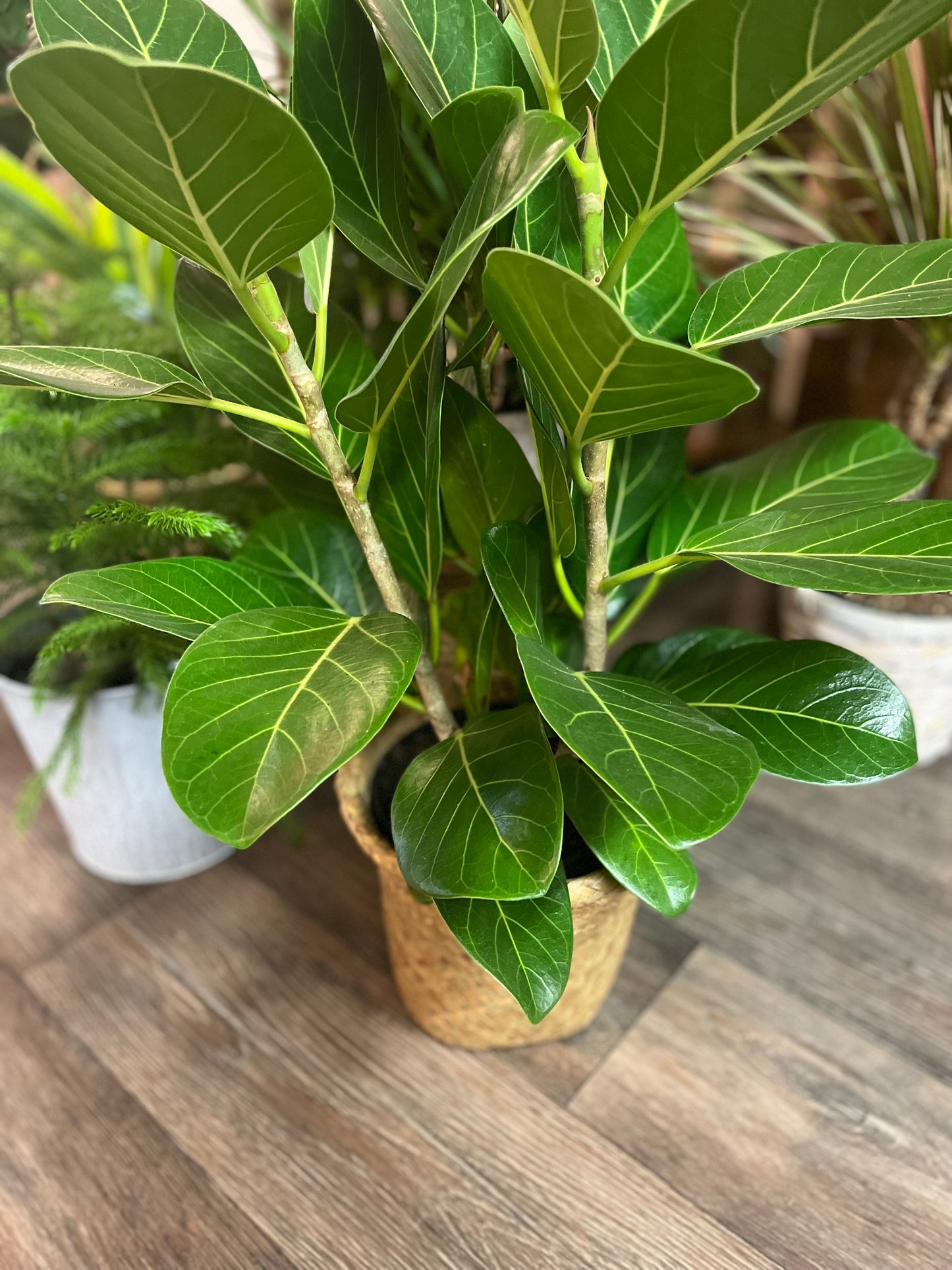 Designer's Choice Green Plant In A Rattan Pot Cover