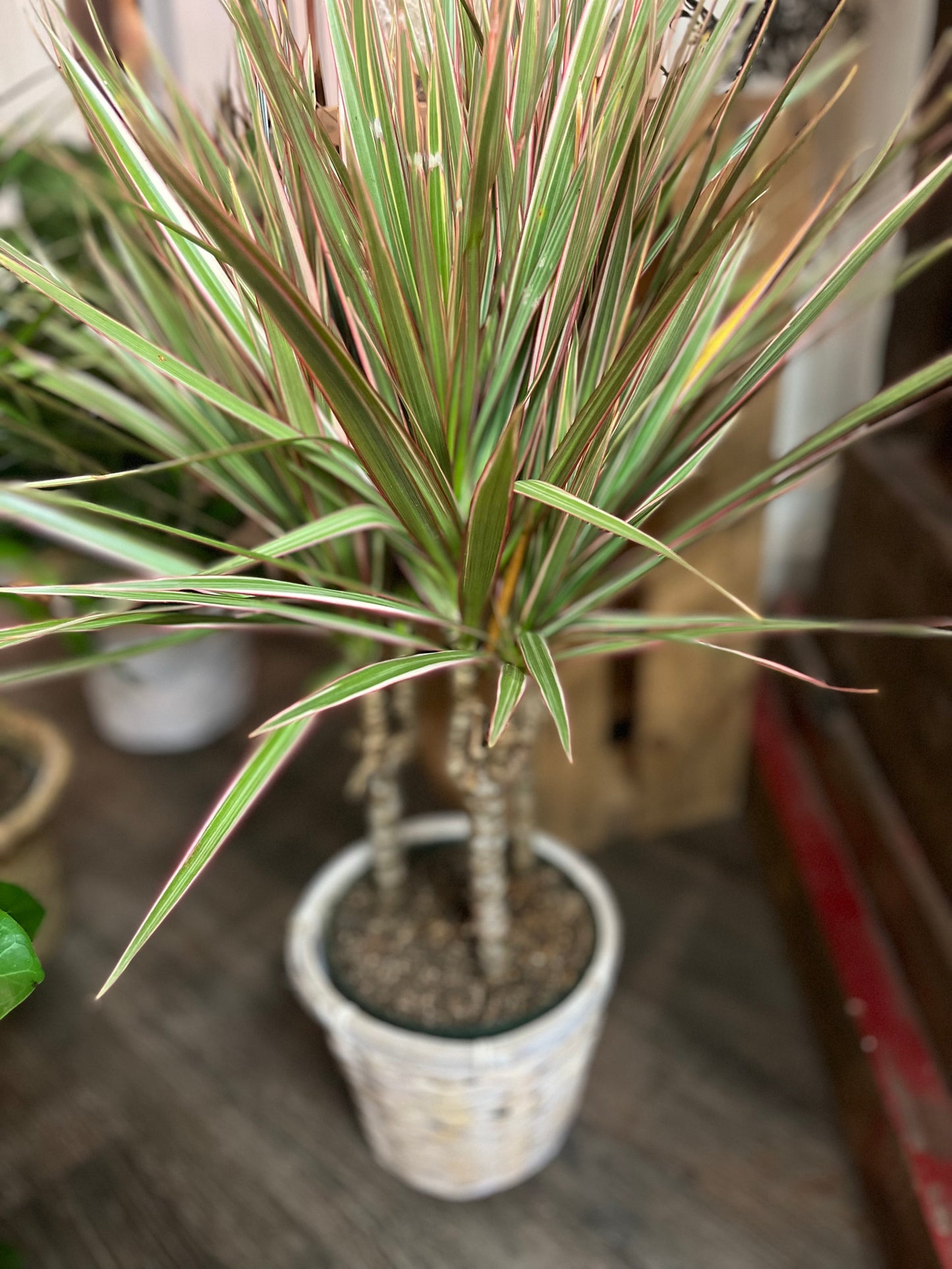 Designer's Choice Green Plant In A Rattan Pot Cover