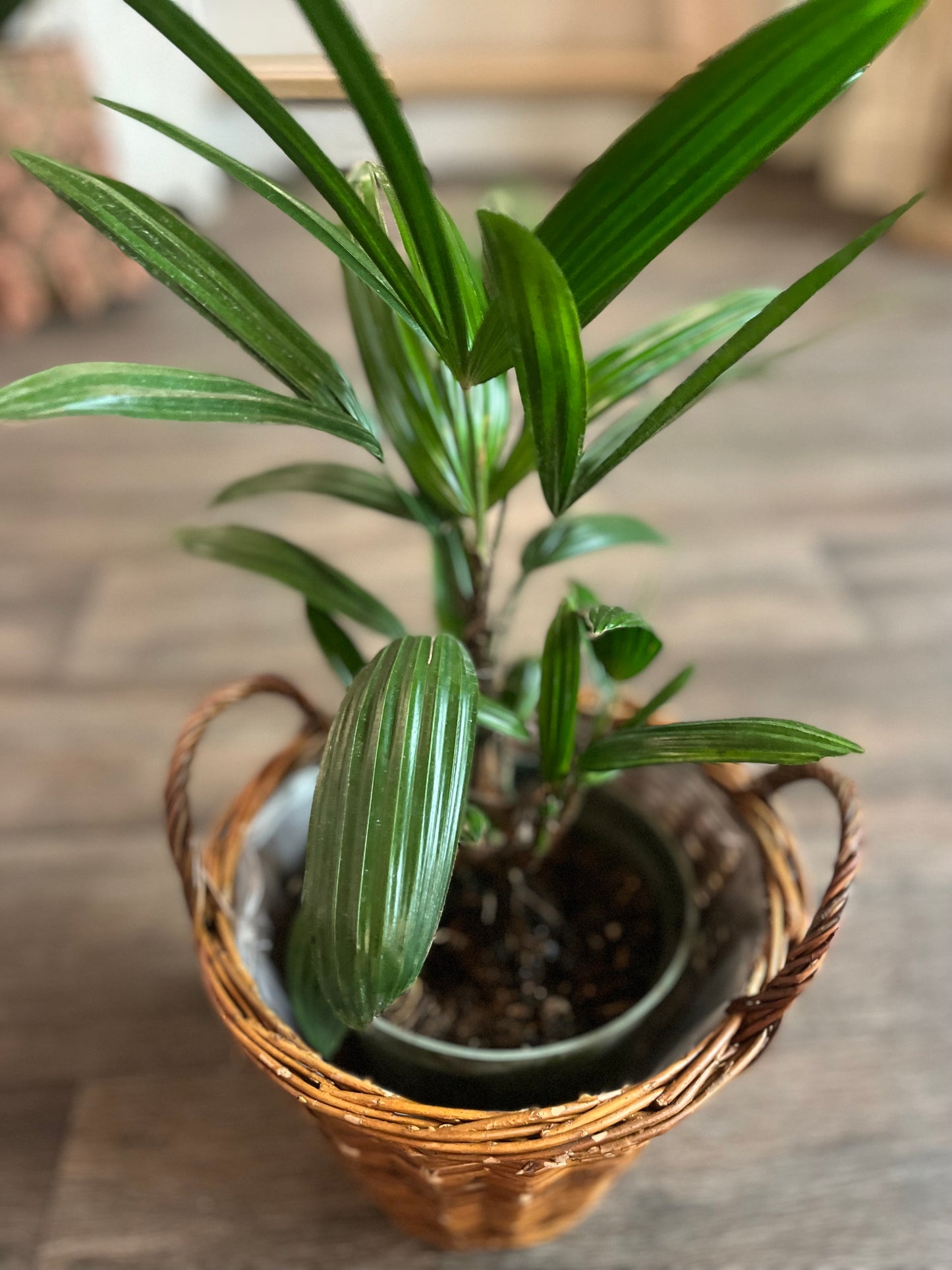 Designer's Choice Green Plant In A Rattan Pot Cover