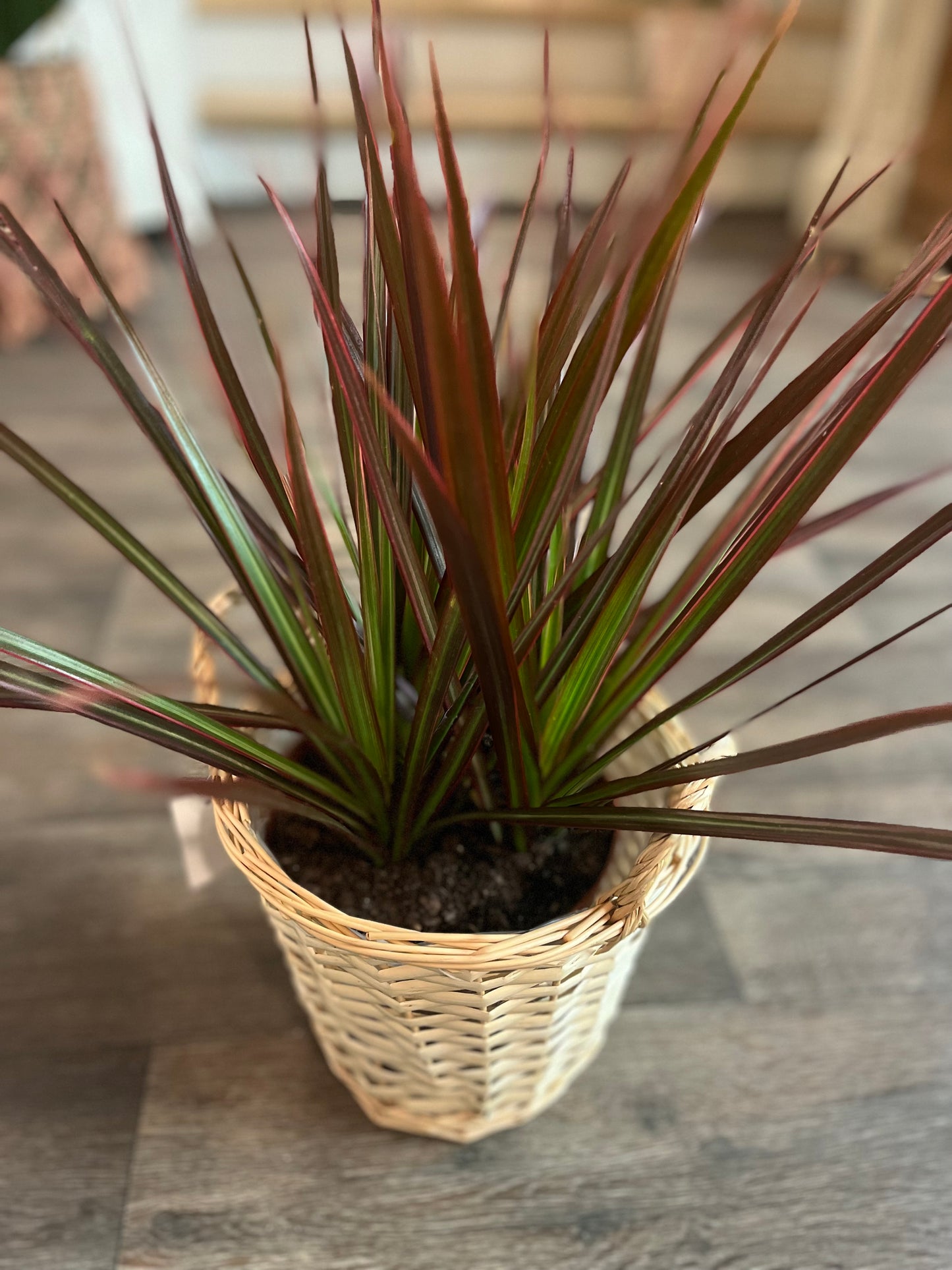 Designer's Choice Green Plant In A Rattan Pot Cover