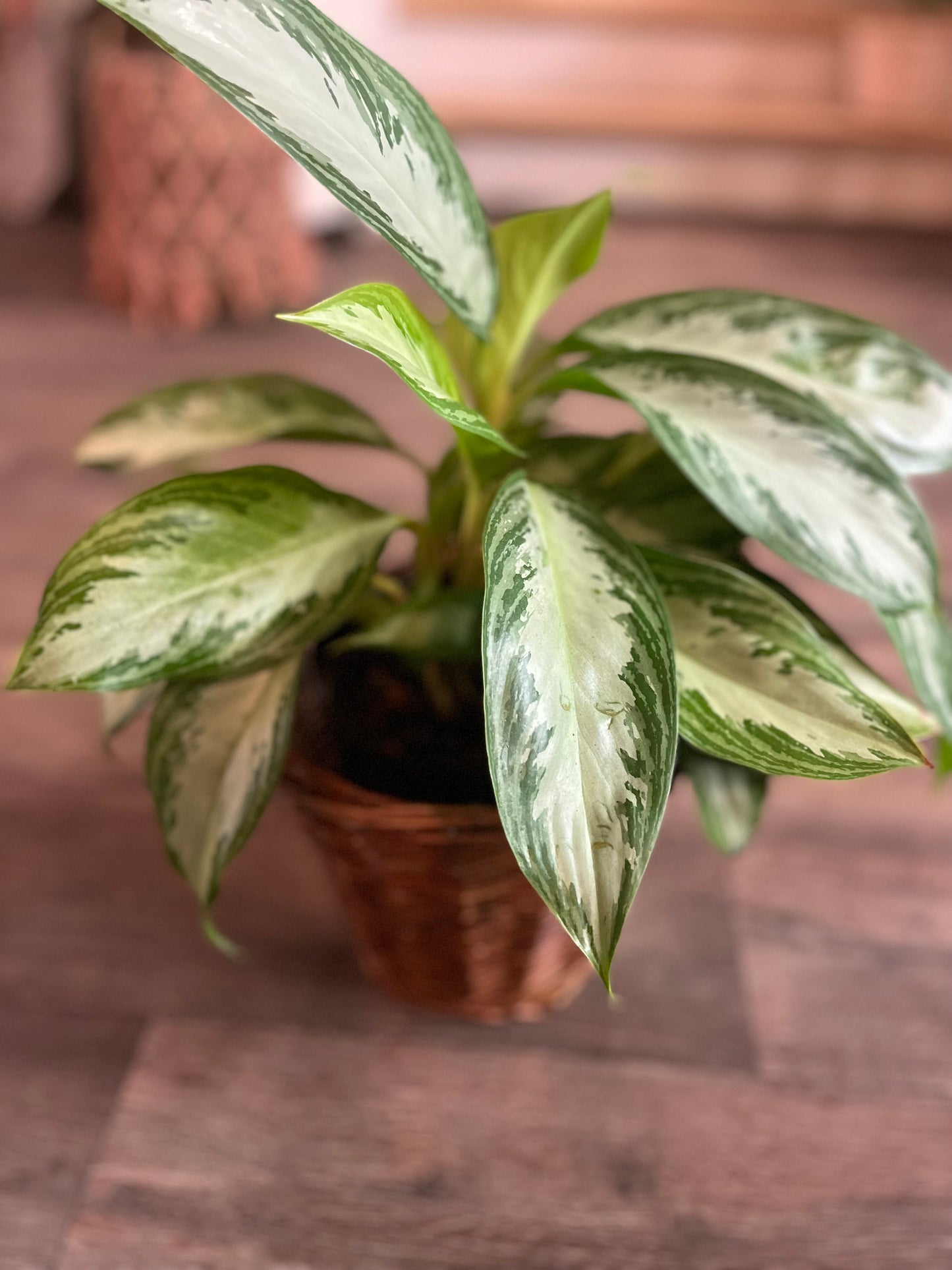 Designer's Choice Green Plant In A Rattan Pot Cover