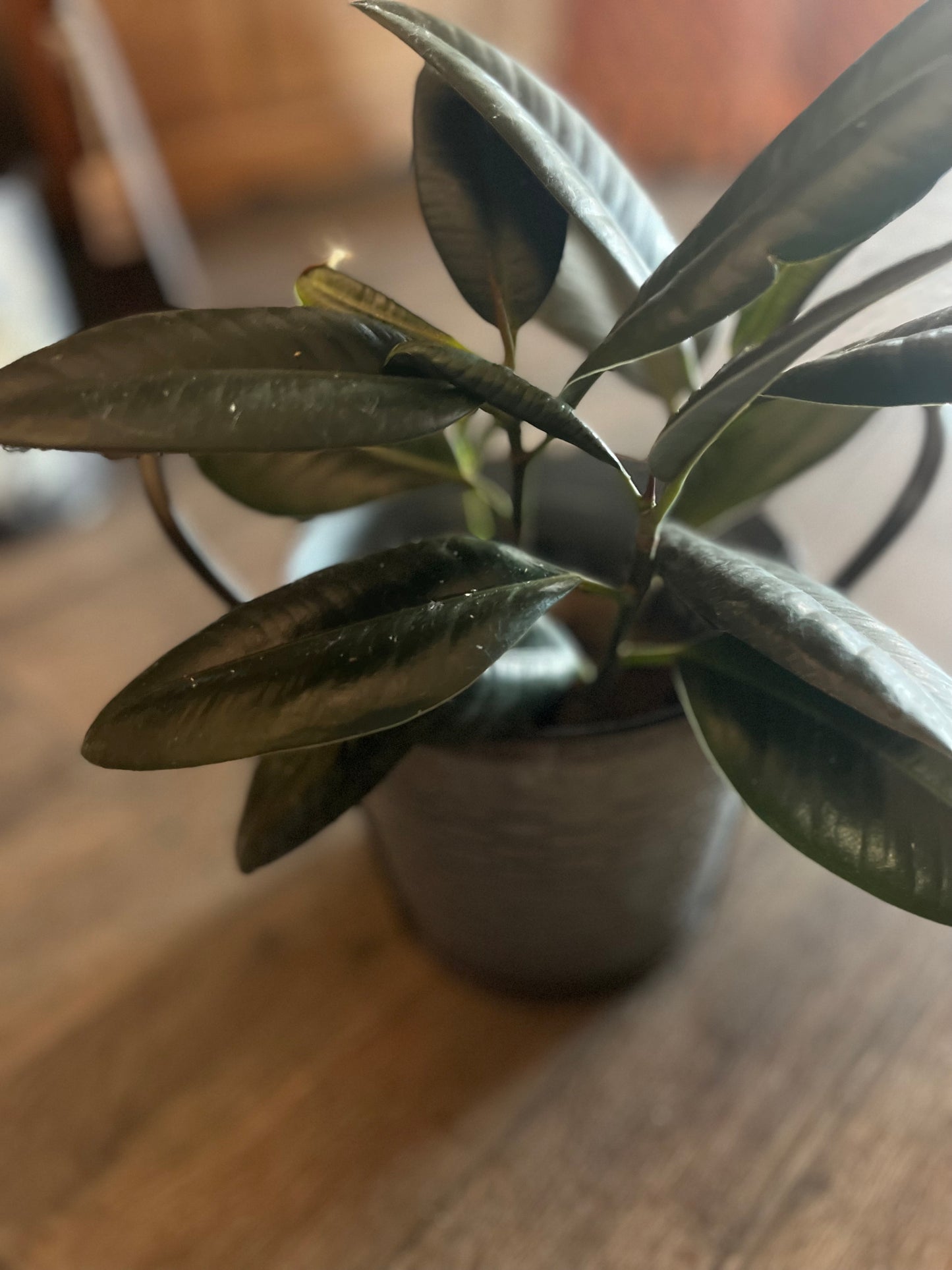 Green Plant in Rattan Basket