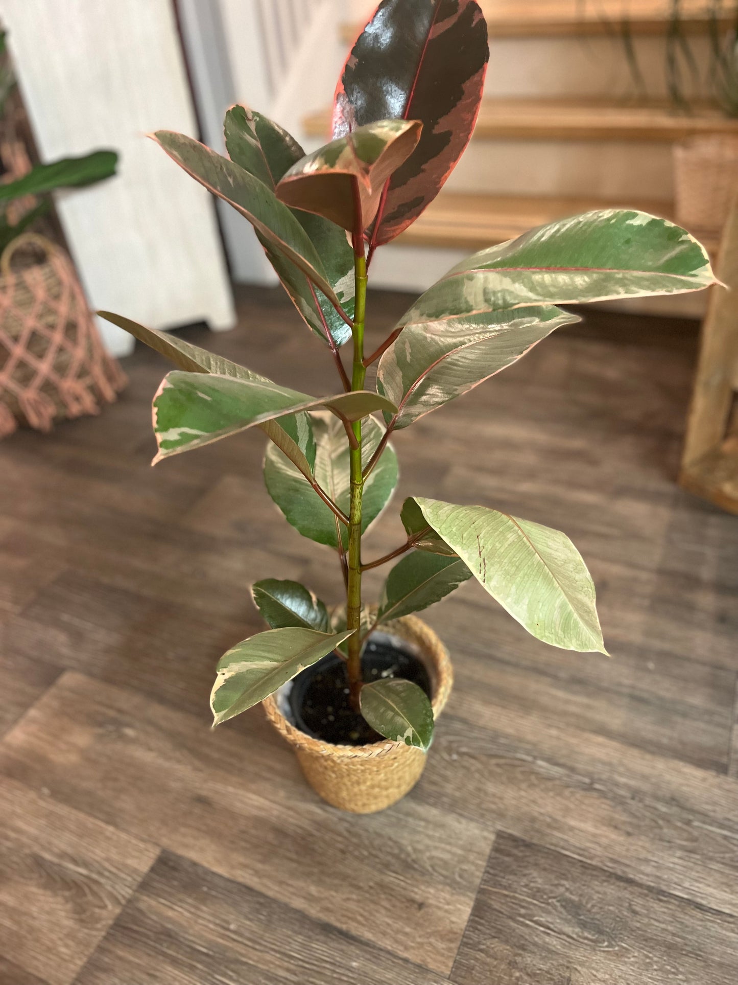 Green Plant in Rattan Basket