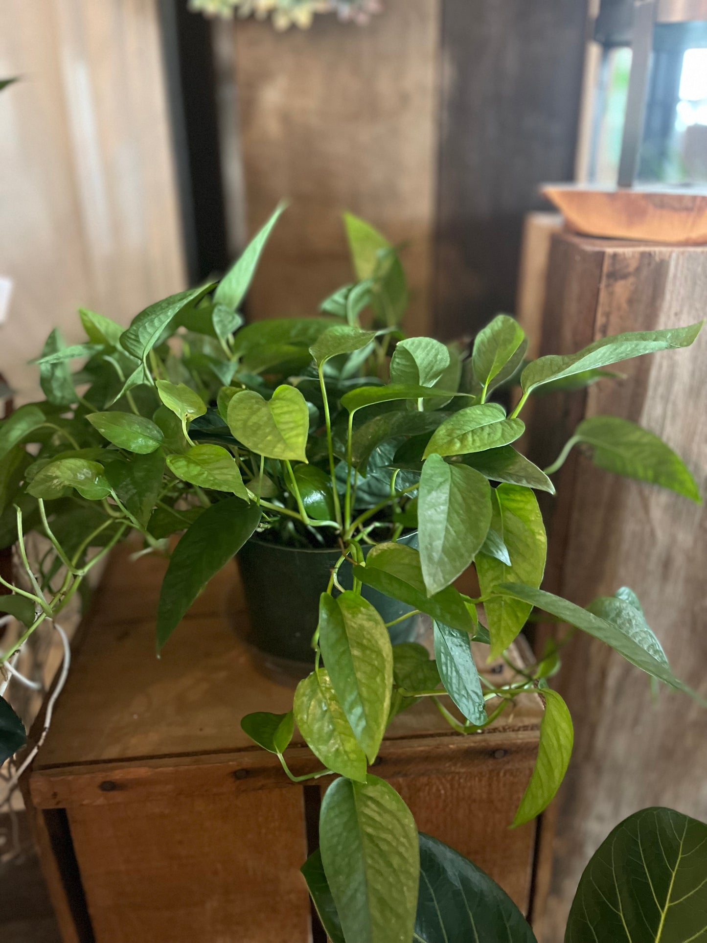 Green Plant in Rattan Basket