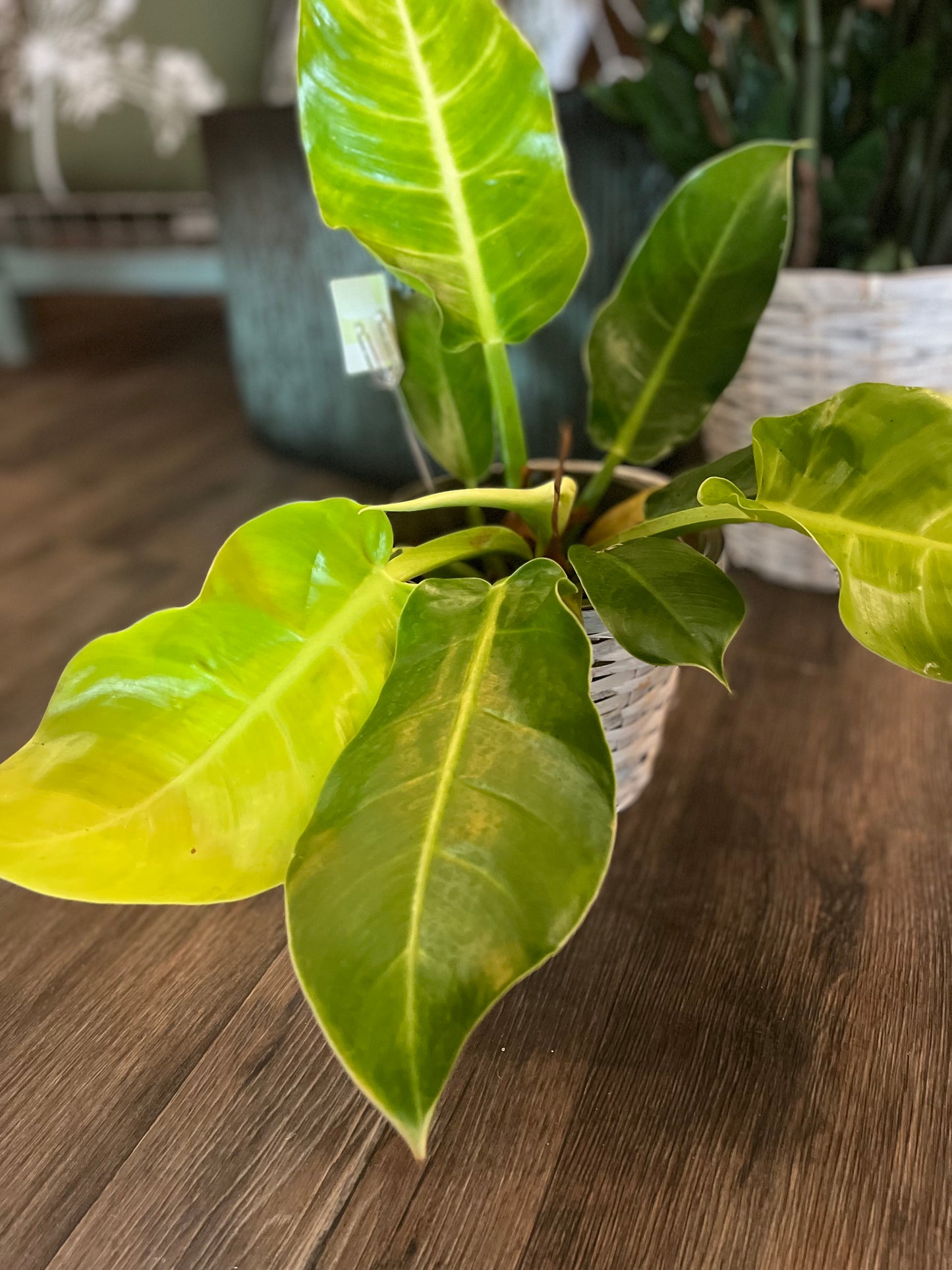 Green Plant in Rattan Basket