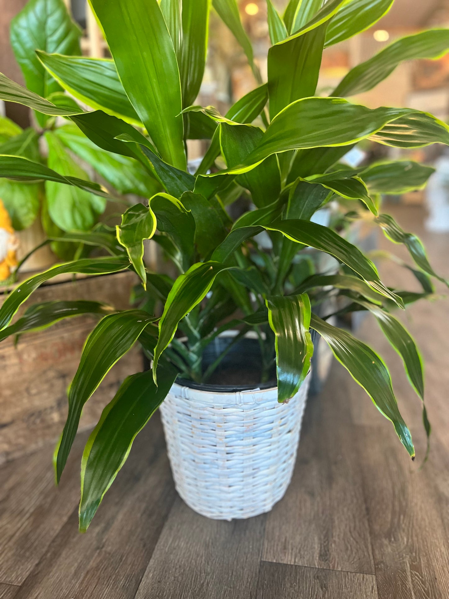 Designer's Choice 8" Green Plant