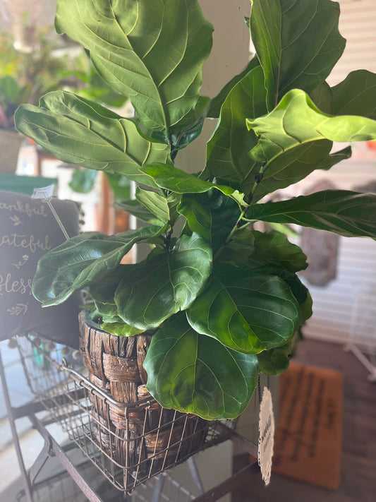 Fiddle Leaf Fig 8" in Rattan Basket