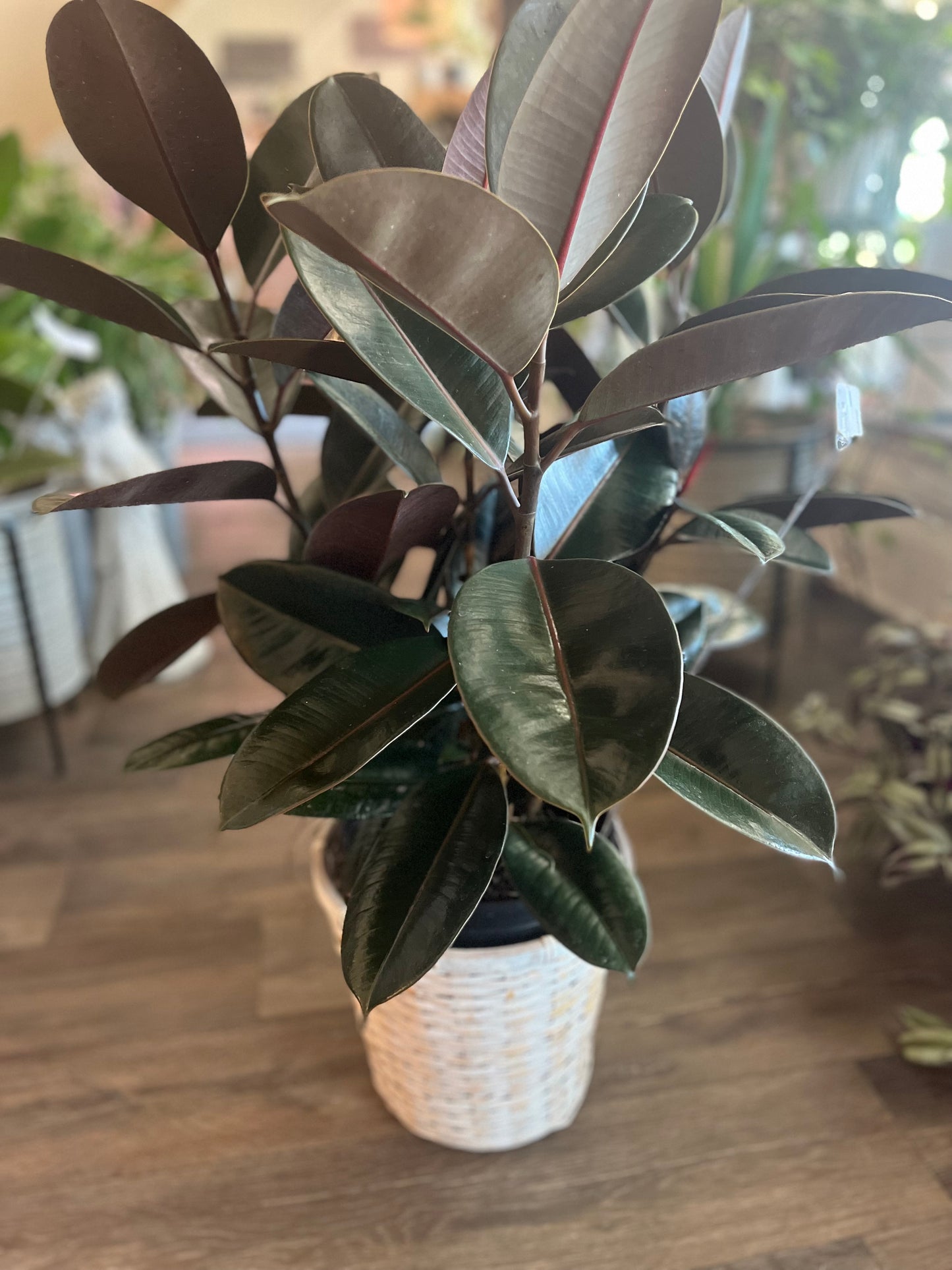 Designer's Choice 8" Green Plant