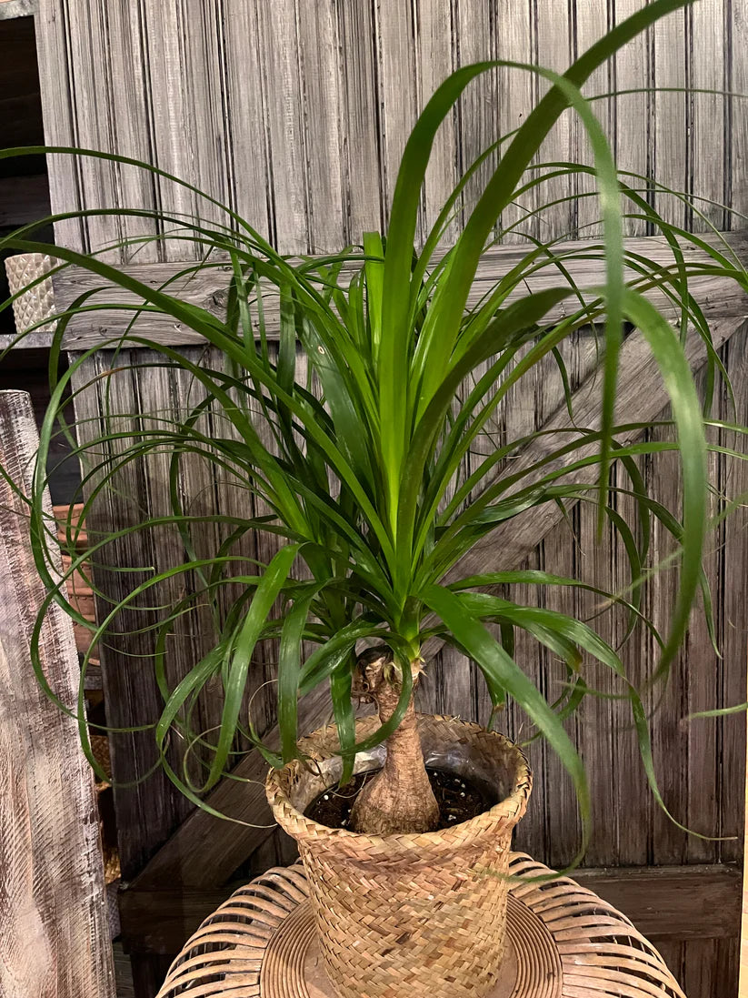 Ponytail Palm 6" with Wicker/Tan Basket